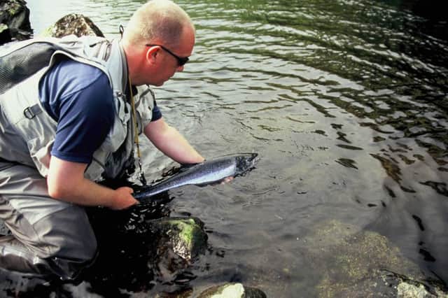 Scottish salmon numbers are running low in Highland rivers. Picture: submitted