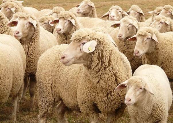 Scientists have established why sheep flock together