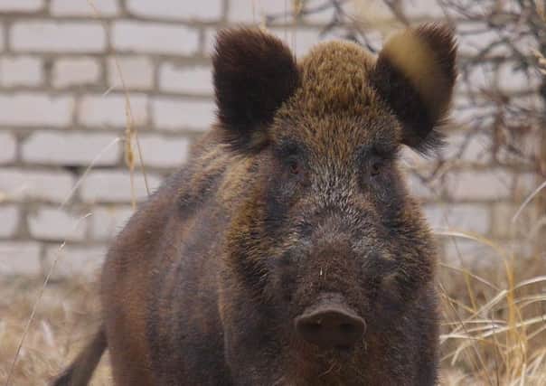 Wild boar are said to be breeding all year thanks to milder winters. Picture: PA