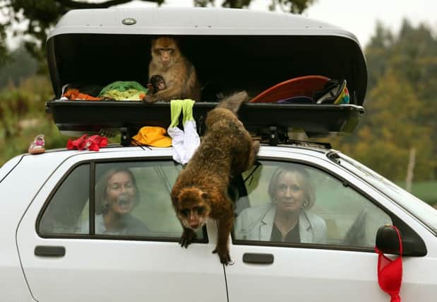 Sasha Muir and Margaret Davidson sit in a car as some of the thirty Barbary macaques known as The 'Middle Hill Troop' show what happens when car drivers forget to lock their luggage compartment. Picture: PA