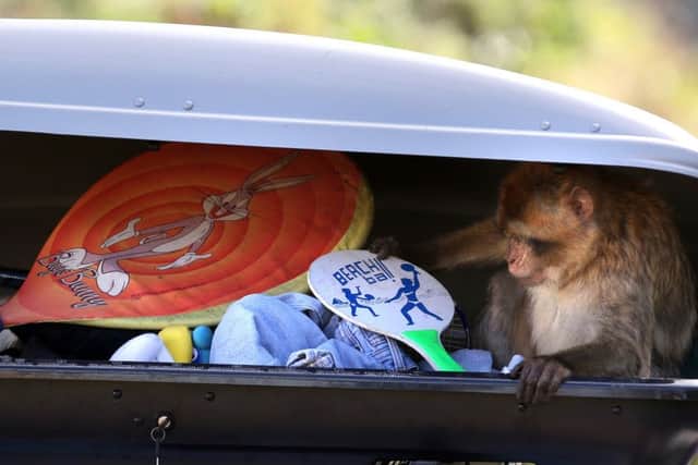 To mark the opening of the reserve and as a bit of fun for the monkeys, a  photo opportunity was staged to show what can happen and as a reminder for visitors to remain in their cars with their windows, doors and luggage racks firmly shut. Picture: PA