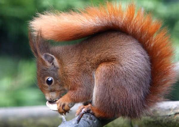 Red squirrels in Scotland are under threat from the squirrelpox virus. Photo: Geograph.