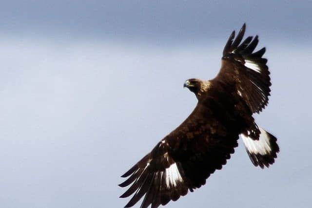 Golden Eagles can still be spotted in Scotland, but only in certain areas. Photo: Jon Nelson