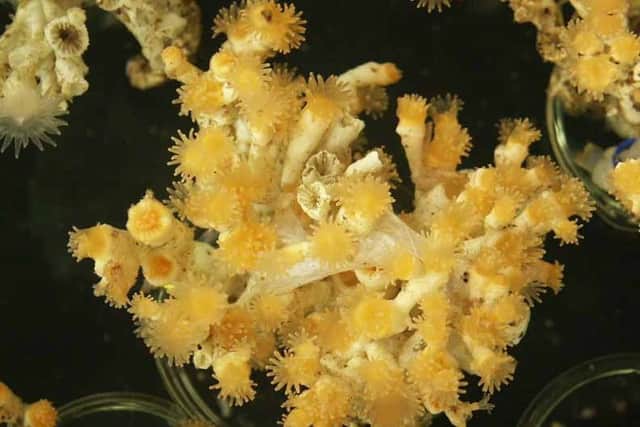Cold-water reefs are essential development locations for fish and other marine life. Photo: Murray Roberts.