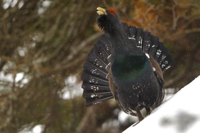 Capercaillie numbers in Scotland have declined steadily since the 1970s. Photo: Arturo de Frias.
