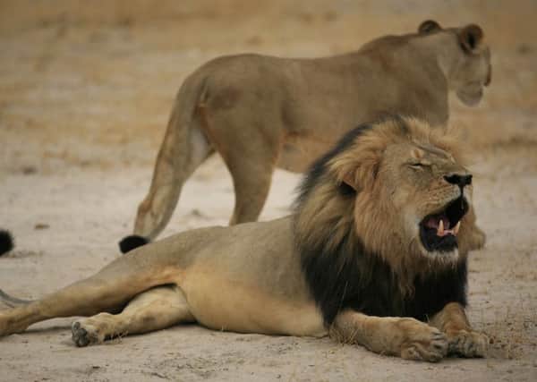 Zimbabwe has abandoned its bid to press charges against a US dentist who killed Cecil the lion (pictured), saying his papers "were in order". Picture: Getty