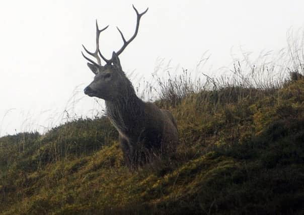 A wild stag in Creag Meagaidh national nature reserve near Laggan. Picture: TSPL