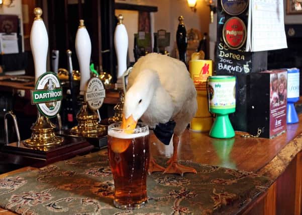 Star the duck enjoys a pint at his local. Picture: Hemedia