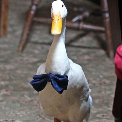 Star the duck is a local celebrity. Picture: Hemedia