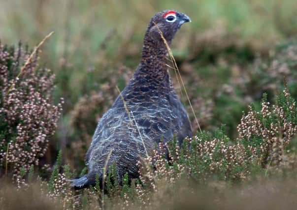 Heather moorland is most prominent on grouse managed moorland, where heather is a central part of the red grouses diet. Picture: TSPL