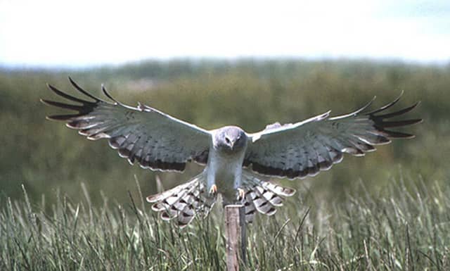 Hen Harriers came close to extinction in the 90s. Picture: JP