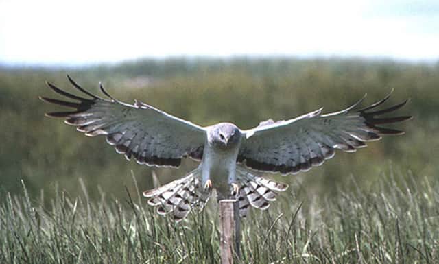 Hen Harriers came close to extinction in the 90s. Picture: JP