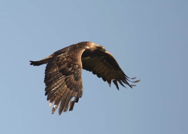 There are only 450 breeding pairs of Golden Eagles left in Scotland