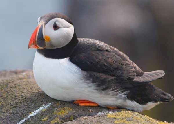 Puffins were once a common part of the St Kildan diet