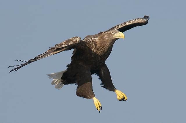 White-tailed sea eagles are among native Scots species to have been reintroduced to the wild