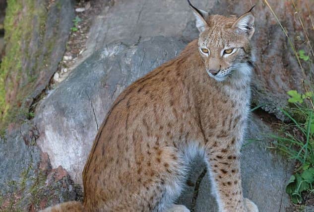 The Eurasian Lynx is another animal which potentially could thrive in Scottish forests. Photo: Magnus Johansson.