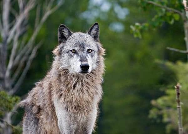Advocates of re-wilding wish to reintroduce the grey wolf to Scotland after a 200-year absence. Photo: Sean Kinkade.