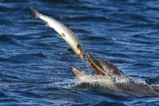Zephyr swallows an Atlantic salmon (2). Picture: Charlie Phillips