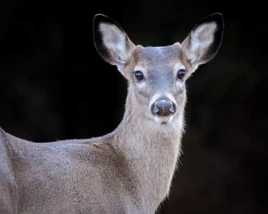 Aberdeen city council is considering using humane techniques to kill the deer. Picture: Contributed