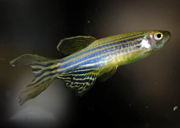 Researchers hope that better understanding the repair mechanisms in zebrafish could eventually lead to new therapies for people with neurodegenerative conditions. Picture: TSPL