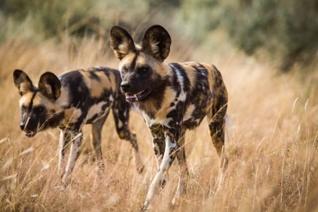 African wild dogs in The Hunt. Picture: BBC