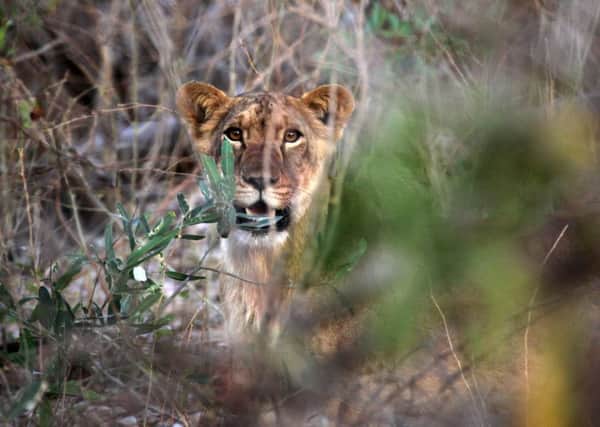 The lion population in West Africa has seen a sharp decline since 1990. Picture: AP