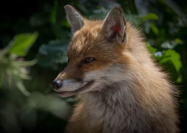 Fox numbers have declined since Scotland banned hunting. Picture: Getty Images