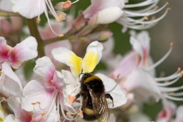 A bumblebee foraging on a freshly opened Indian horse chesnut flower with a yellow blotch. Picture: PA