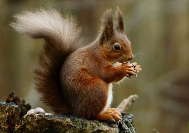The red squirrel was found shot dead in a field in Lockerbie. Picture: Wiki Commons