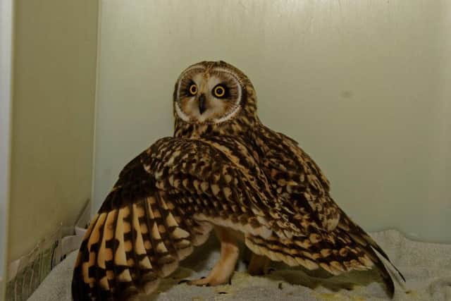 The exhausted owl had a lucky escape. Picture: Scottish SSPCA