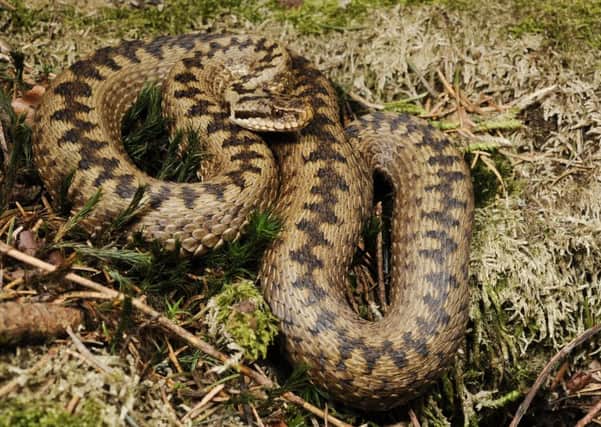 The adder, similar to this one, was found near the Solway Firth - at a time when adders normally hibernate. Picture: Wiki Commons