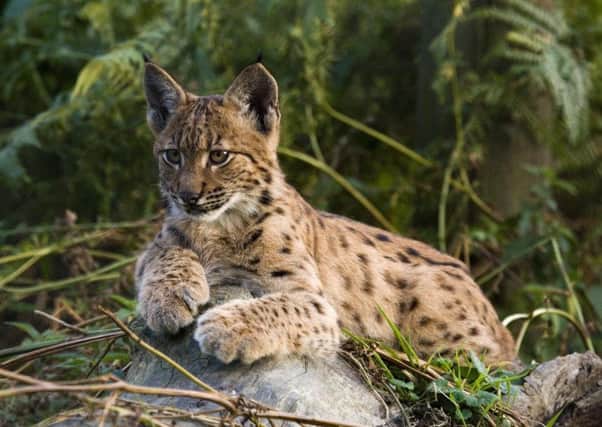 Bringing back the lynx, which vanished from the UK more than 1,300 years ago, could generate tens of millions of pounds in benefits, a study has shown. Photgraph: Neville Buck/PA