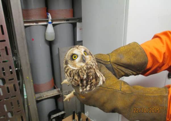 Rescued owl on the oil rig. Picture: Scottish SPCA