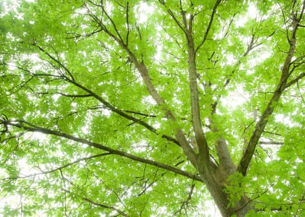 The Suffragette Oak, Kelvin Way, Glasgow,Scottish Tree of the Year 2015