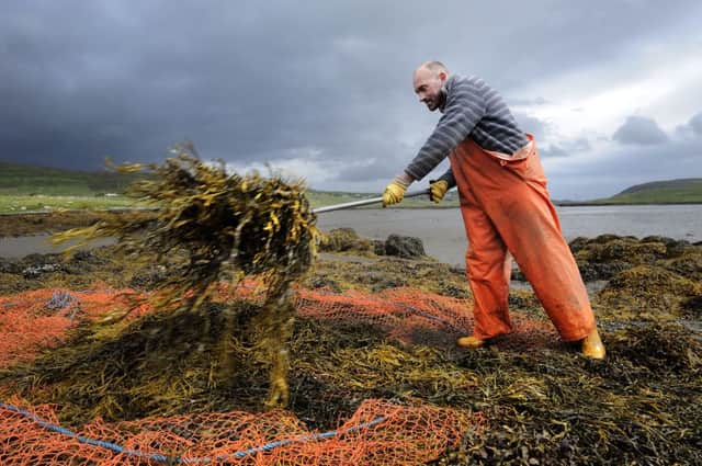 Seaweed-gathering in the Isle of Lewis