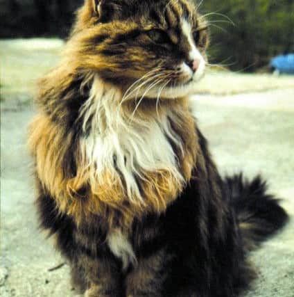 Undated picture of Towser, the record-breaking mouser who worked at the Glenturret Distillery in Crieff, Perthshire.