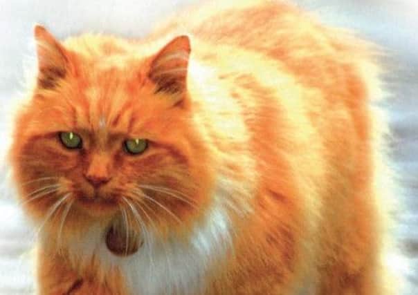 Hamish McHamish prowls the streets of St Andrews