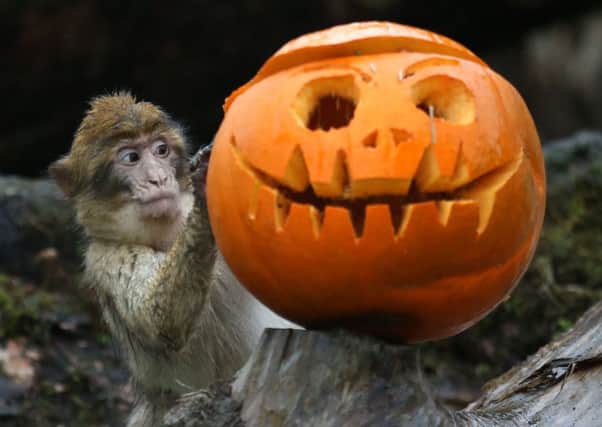 Macaques at Blair Drummond Safari Park get into the Halloween spirit. Picture: PA