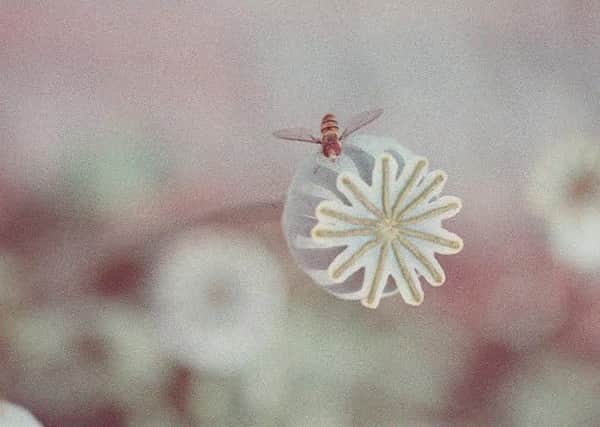 An image taken using Colour Implosion film, apparently made by accident. Picture: Ennan Hammil