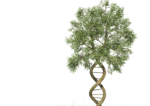 DNA shaped tree with trunks forming the double helix