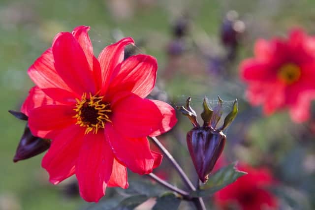 St Andrews Botanic Garden. Picture: Ray Cox (rcoxgardenphotos.co.uk)