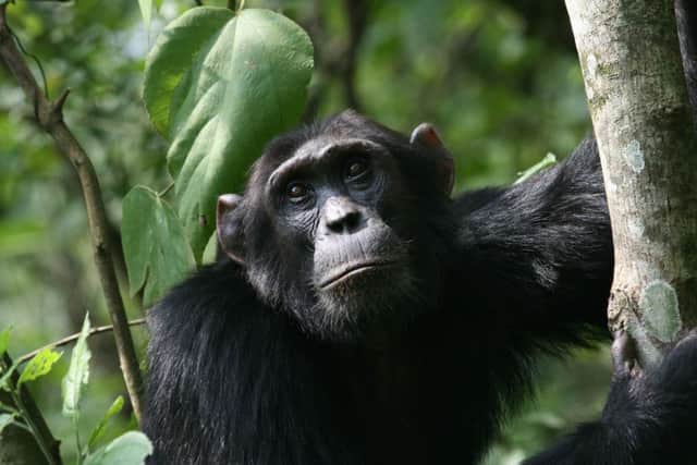 The Budongo Conservation Field Station in Uganda will celebrate its 25th year in 2015