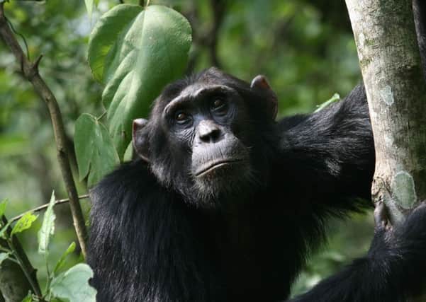 The Budongo Conservation Field Station in Uganda will celebrate its 25th year in 2015