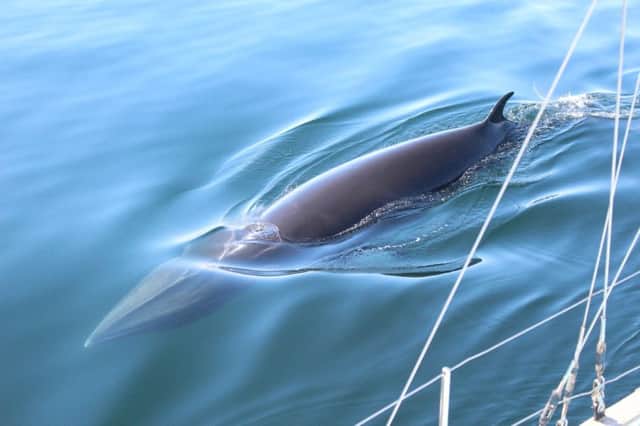 Sightings of young minke whales in 2015  were triple average levels. Picture: Kerry Froud / HWDT