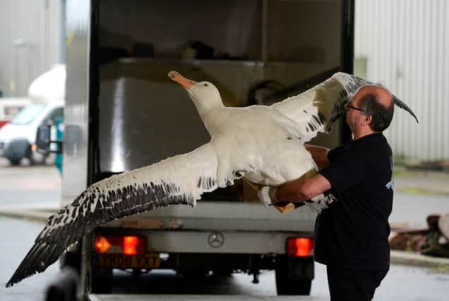 David Shaw manoeuvres a giant wandering albatross to its next destination. Picture: Hemedia