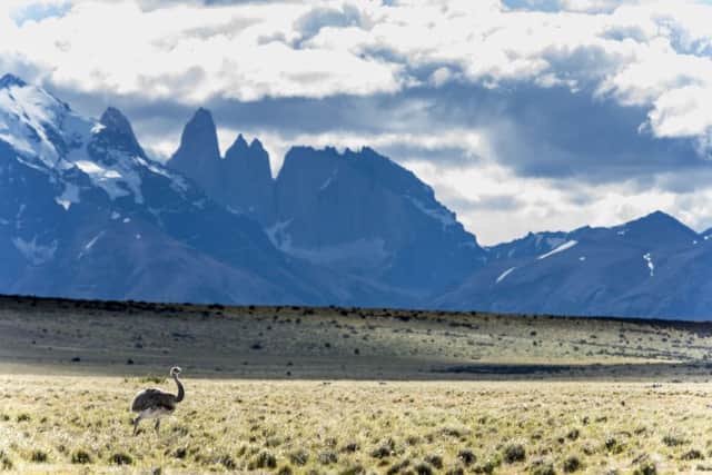 A rhea walking in the shadow of the Torres del Paine, Patagonia, Chile. Picture: PA