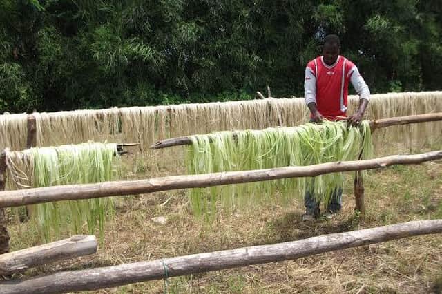 A farmer dries out sisal in the suncontributed