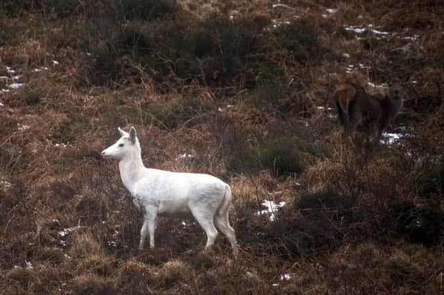 Arran marksmen have agreed to spare a stunning and very rare white hind from the deer cull. Picture: Jackie Newman/Deadline News