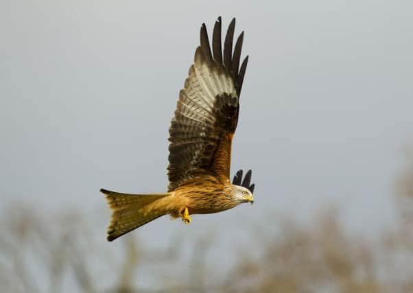 Farms and estates are being investigated over their treatment of birds of prey. Picture: RSPB