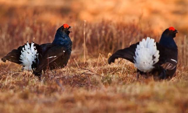 Black grouse will feature in the series. Picture: Picture: Loch Lomond & The Trossachs National Park